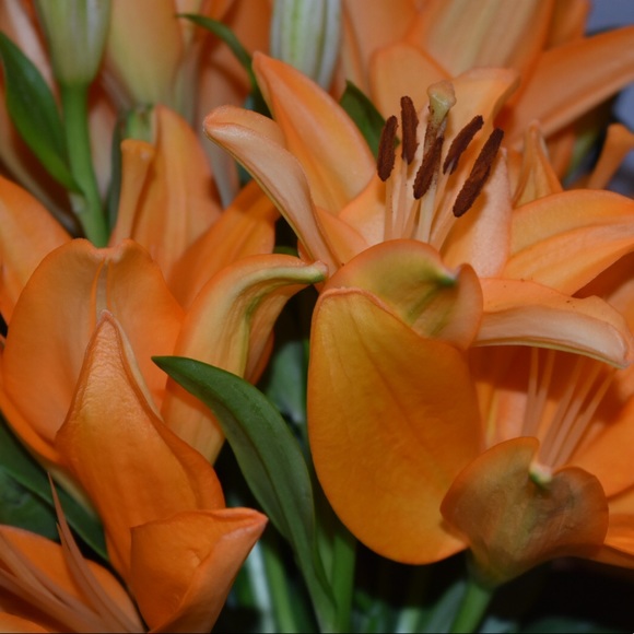 Meet your Posher, Shannon - Picture 1 of 1